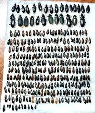 Carabidae SET 308 pcs. from Southern Ukraine
