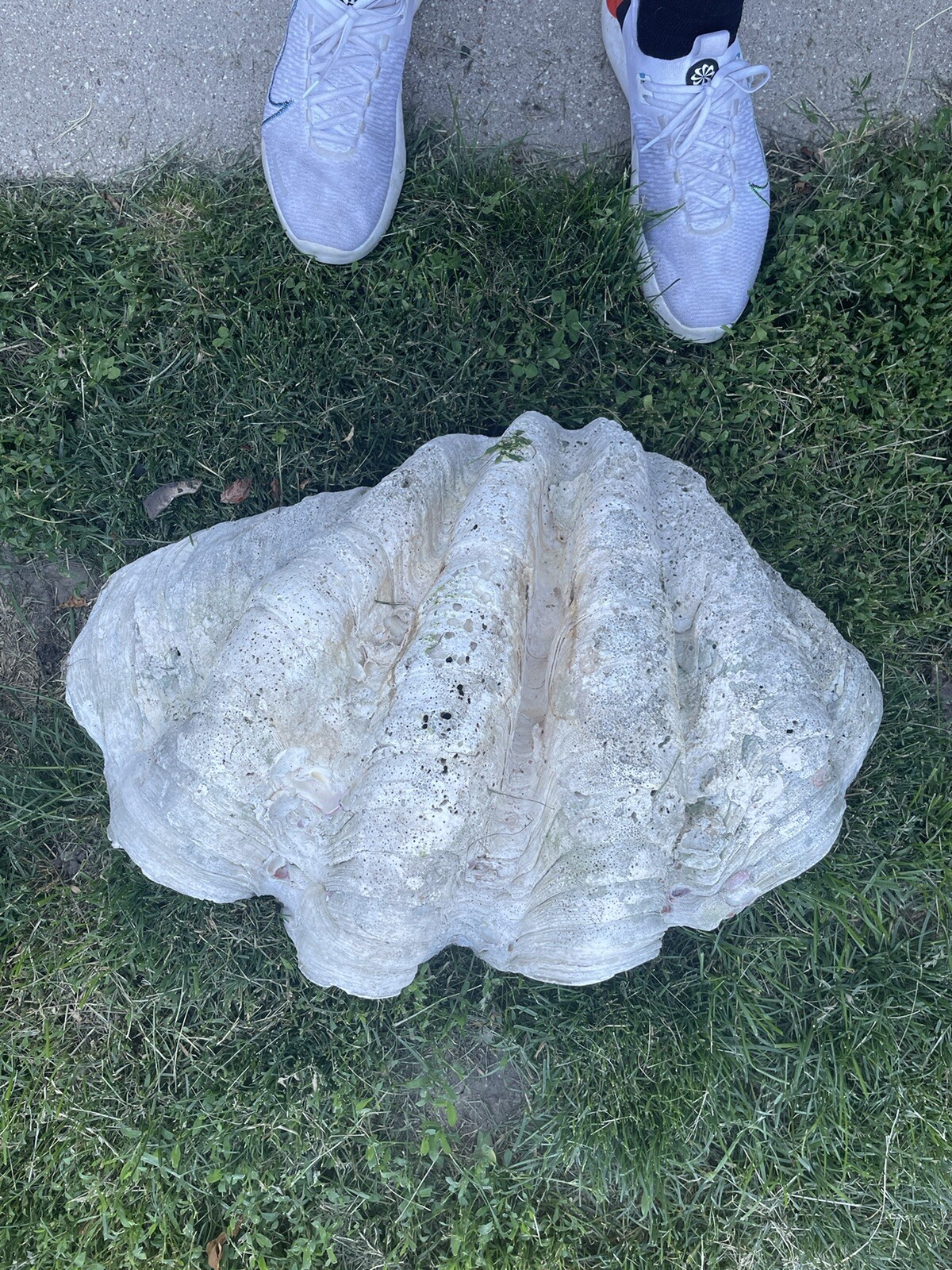 giant clam shell tridacna gigas