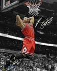 Derrick Rose Chicago Bulls Signed Photo Autograph Print