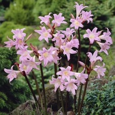 Amaryllis belladonna hybrid - short stem pale pink large flower - flowering size