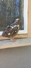 VERY RARE Jumbo PROGRESSIVE PIED.  40++ + Coturnix Quail Hatching Eggs — photo 8