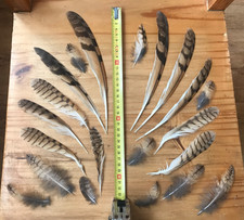 21 Federn Vogel aus Sammlung