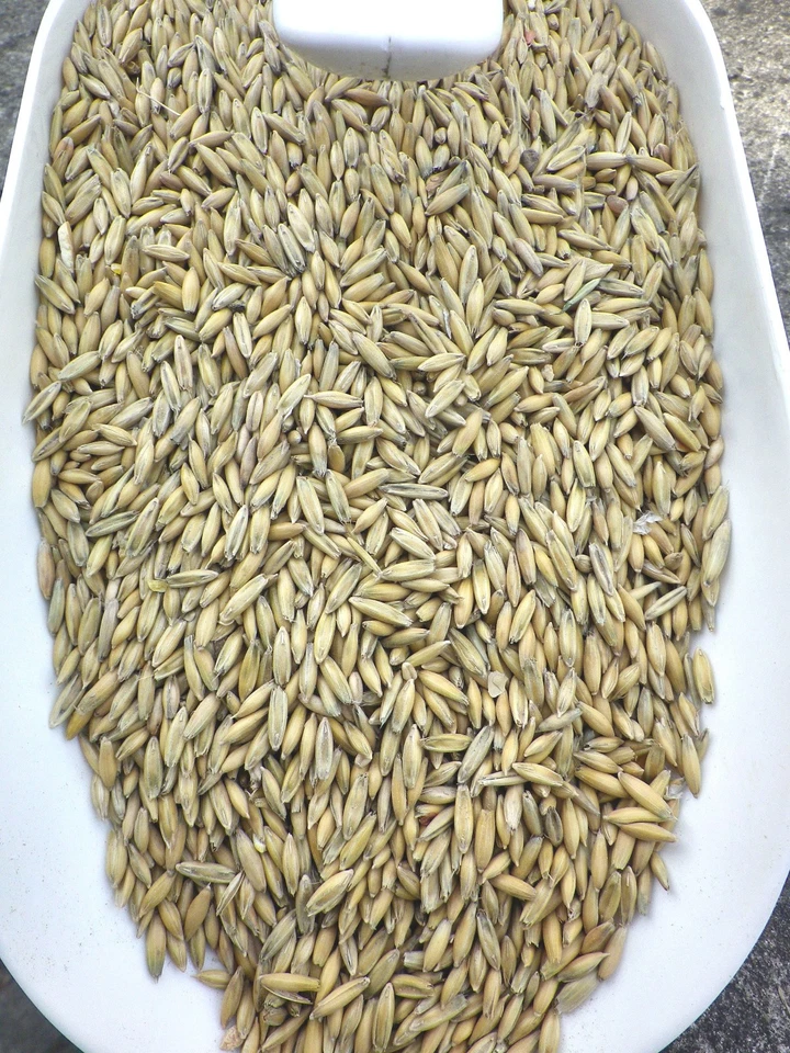 GROH-MÜHLE Hafer Futterhafer für Pferde Geflügel Nager 10 kg