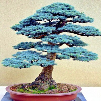 COLORADO BLUE SPRUCE TREE SEEDS (Picea pungens) "Glauca" Cold Hardy Bonsai  Plant | eBay