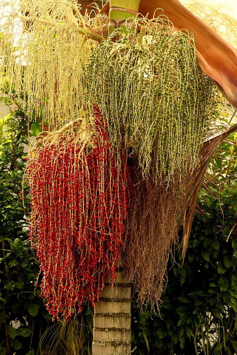 Archontophoenix alexandrae | King Alexander & Northern Bangalow