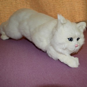 every kind of dog in the world