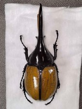 Dynastes hercule morishimai 114-5mm  - Bolivia