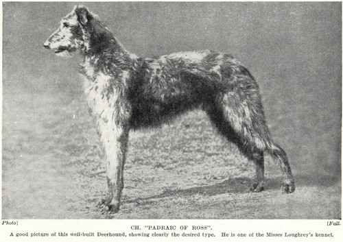 Scottish Deerhound "Ross" - 1934 Vintage Dog Art "Photo" Print - CUSTOM MATTED