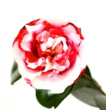 Camellia japonica cv GENERAL COLETTI 50-90cm | Japanese camellia | Common camell
