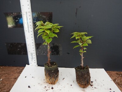 Well Rooted **Ms Alice** Bougainvillea Starter Plug Plant**Ships Bare Root* Fresh Healthy Indoor Out