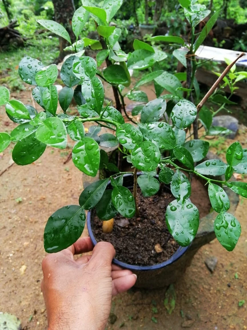 20 Kaffir Lime Tree Seeds, Garden Plant Bonsai Seeds, Potted Plant | eBay