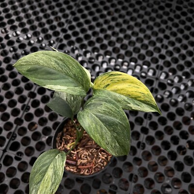 Scindapsus Blue Albo Sp salaka variegated rare scindapsus