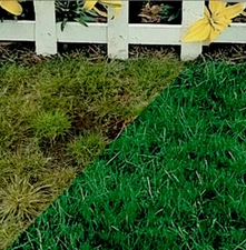 Canada Green Grass Lawn Seed Mixture 2 LBS Bag