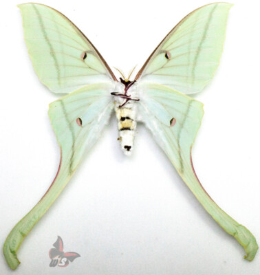 Actias rhodopneuma ♀ Actias rhodopneuma-Female, MOUNTED, ACTUAL SPECIMEN | eBay