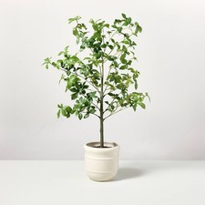 33" Faux Potted Gypsophila Leaf Tree - Hearth Hand with Magnolia