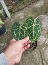 Anthurium Clarynervium Variegated Real Picture Free Phitosanytari