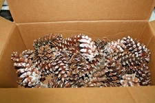 Pine Cones for crafts and decorating- Lot of 75 Eastern White this year Crop