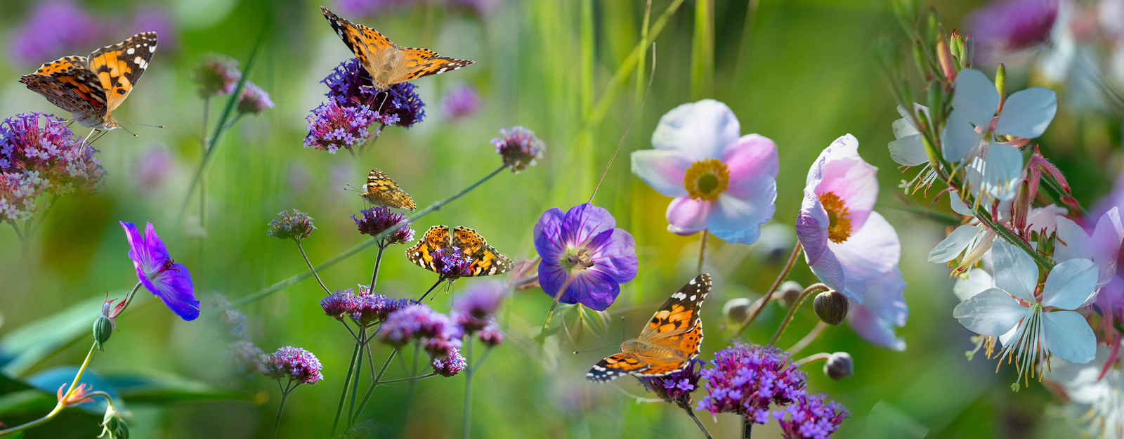 Schmetterlinge sitzen auf verschiedenen Blumen inmitten einer grünenden Blumenwiese.