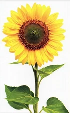 Set of 6 Yellow Sunflower Blank Note Cards + Envelopes