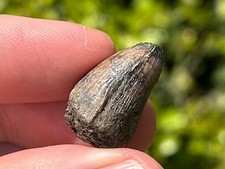 Fossil Crocodile Tooth Java Indonesia Croc Dinosaur Tooth Reptile Indonesian