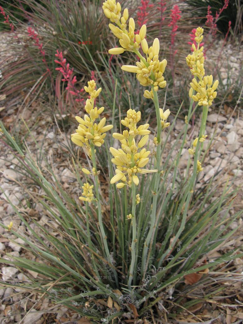 Yellow Flower, Texas Yucca 
