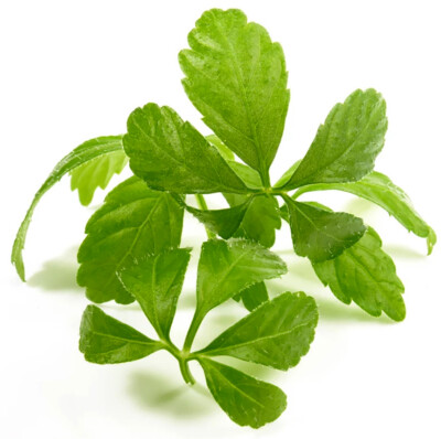 Jiaogulan Kapseln (gynostemma pentaphyllum) - 100 % ganz ohne Füllstoffe