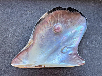 Polierte Pteria (Pearl Oyster) Muschelhälften   Mother-of-Pearl   mit Perle,