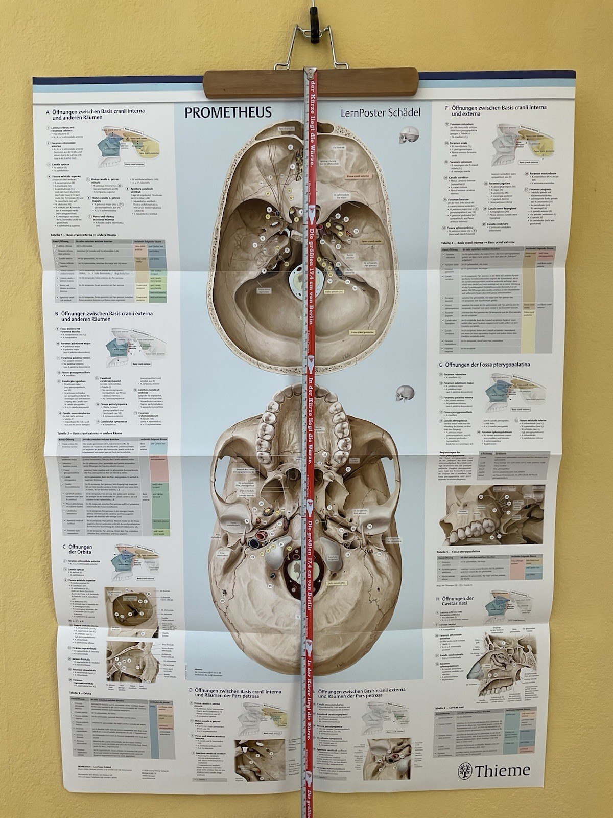 Schädel Anatomie POSTER PLAKAT Medizinstudium Vorklinik Deko Prometheus