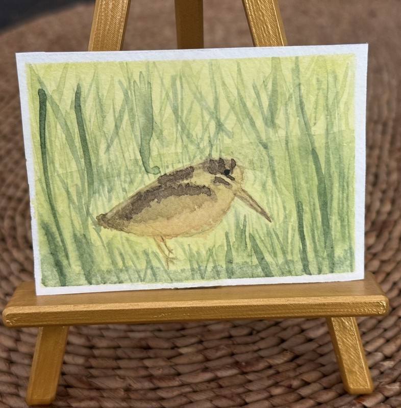ACEO “Meep” American Woodcock Watercolor Miniature Painting Kassie #1.