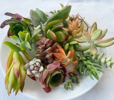Different Varieties Beautiful, Colorful & Healthy Succulent Cuttings! FREE SHIP