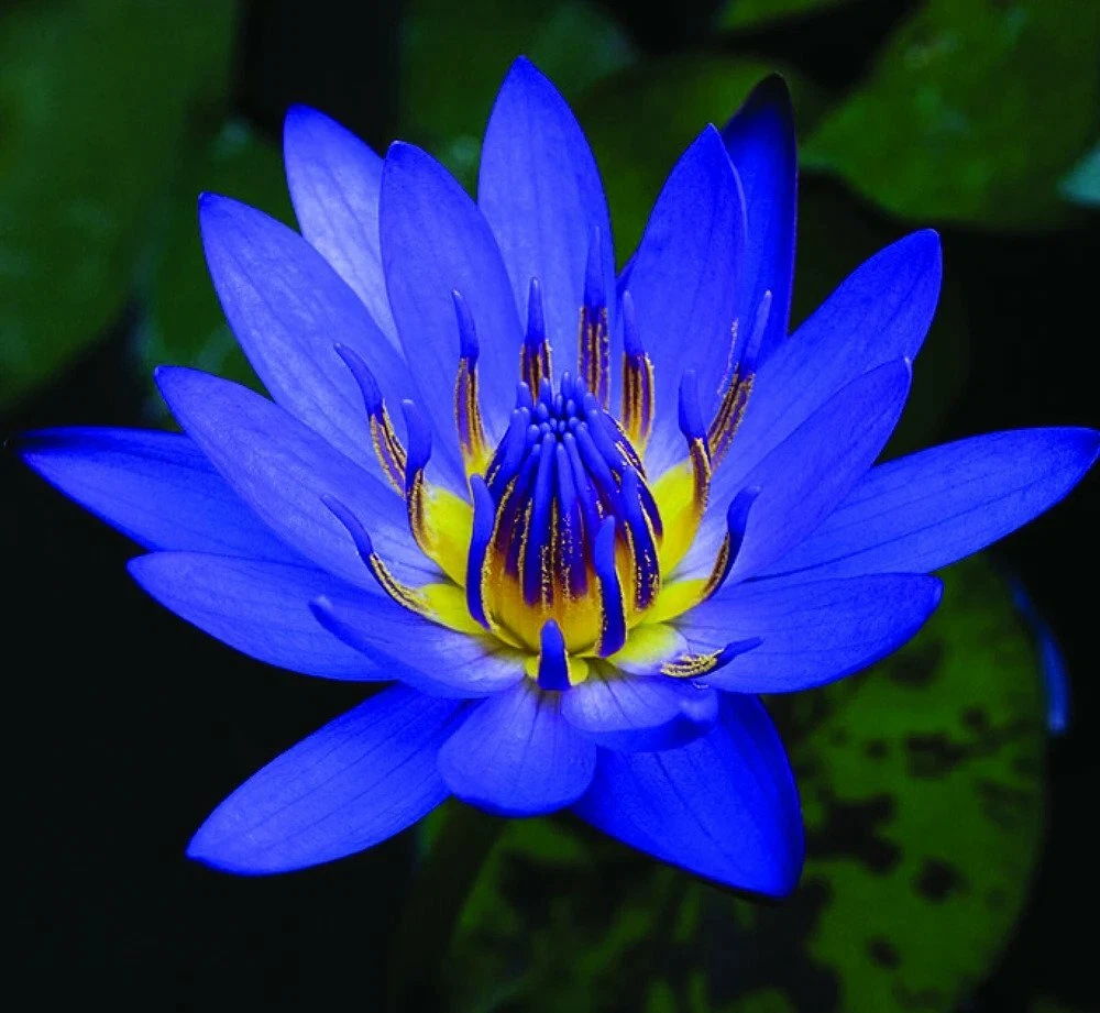 Blue Lotus Flower Best Flower Site