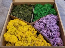 Magicozy Preserved Reindeer Moss 4 Colors For Floral Arrangements Crafts New