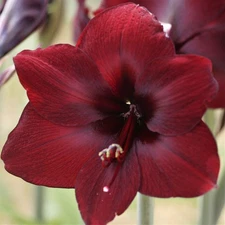 Easy to Grow Amaryllis Benfica Plant Bulb Indoor Holiday Outdoor Zones 9-11