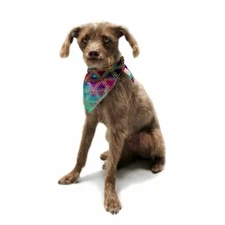 Kess InHouse Alveron "Neon Geo Galaxy" Map Pet Bandana and Scarf, 28"x20"x20"