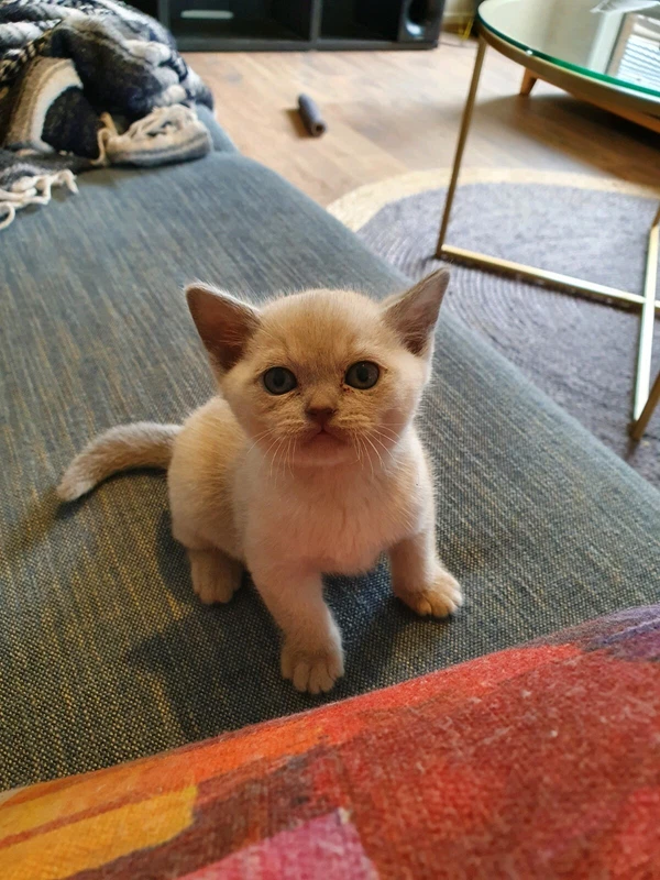 gumtree burmese kittens