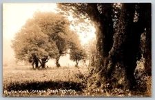 RPPC Real Photo Postcard - Myrtle Wood - Oregon Coast Highway