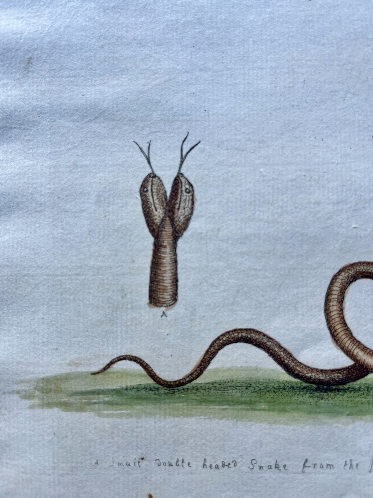 Antique 1748 George Edwards Butterfly Two Headed Snake Barbados Original Etching