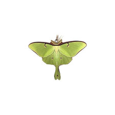 d'ears Luna Moth Ornament, Stainless Steel, 3.5 inches, Made in The USA, #8434