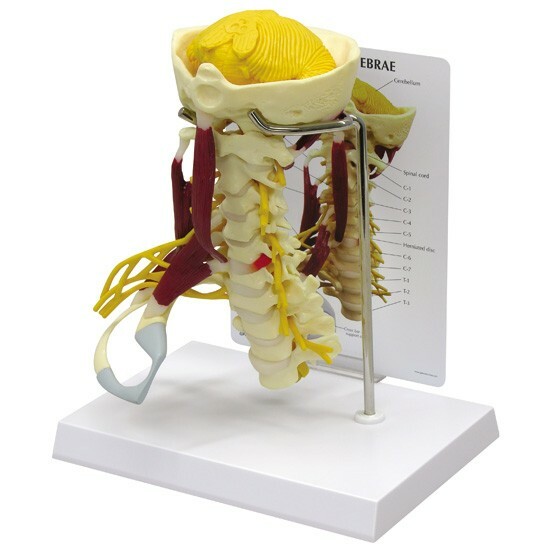 Vertebre cervicali muscolose modello anatomico GPI LFA #1720 VEDI VIDEO Fai un'offerta!