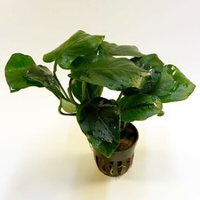 ANUBIAS BARTERI DIAMOND 1 POT- Aquatic Live Plants SUPER PRICE
