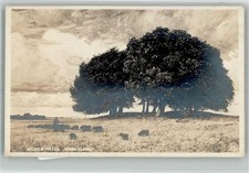 38101421 - sign. Fritzel Wilhelm Herbstklaenge Schafe No. 127 NPG