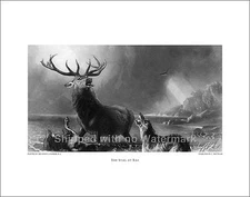 THE STAG AT BAY Engraving Reproduction 18"x24" 