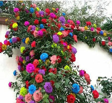 200 Mix Climbing Rose Seeds for Planting Outdoors Ornamental Climbing Flowers R