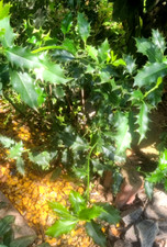 Stechpalme,30cm,winterhart,ilex aquifolium,Baum,Steingarten