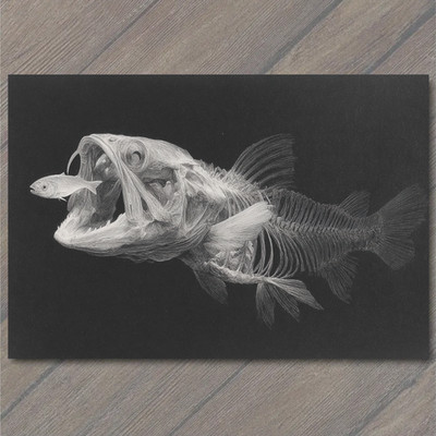 STICKER Predator Fish Skeleton XRay Style Hunting Chase Dark Aquatic Bones Art