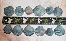 12 PCS SCALLOP SHELLS CRAFT DECOR