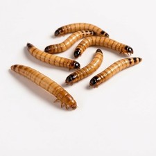 Large Superworms 1.5-2"  Live Feeder Insects  Free Shipping  Live Arrival