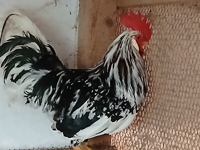  10 Bruteier Ancona Hühner, sehr hohe Legeleistung......