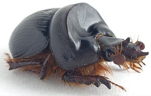 Coleoptera Geotrupidae Bolboceratinae Bolborhinum tubericeps Chile