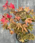 Acer palmatum 'Ruslyn in the Pink' (Ruslyn in the Pink Japanese Maple)
